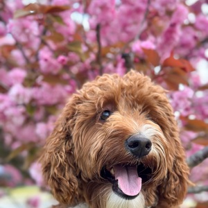 Gracie Mae